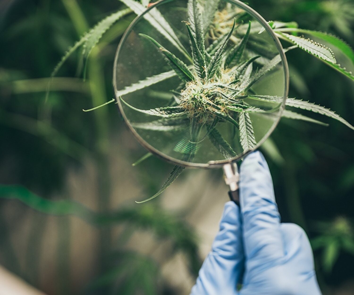 Produkte Cannabis Biomasse